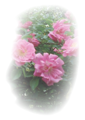 Blumen - art&flowers Dieses Foto zeigt Blumen von Melanie Donati -  art&flowers