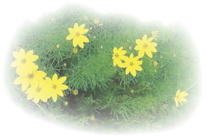 Blumen - art&flowers Dieses Foto zeigt Blumen von Melanie Donati -  art&flowers